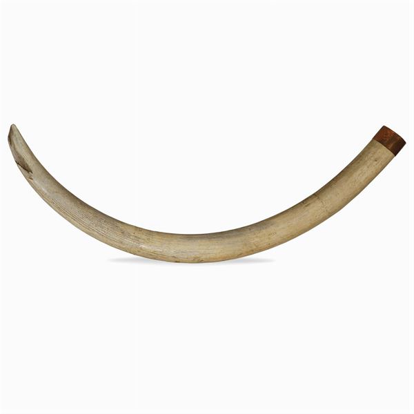 African elephant tusk