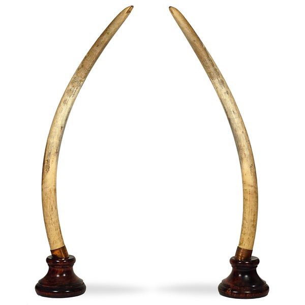 Pair of African elephant tusks