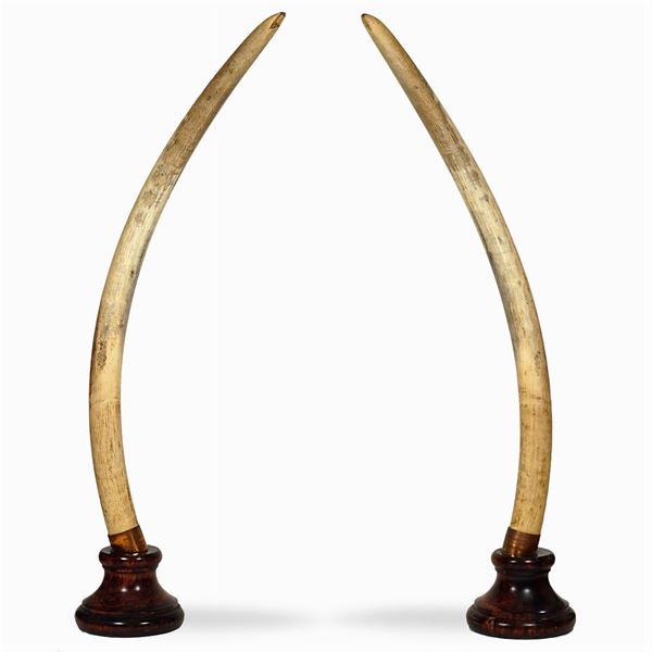 Pair of African elephant tusks