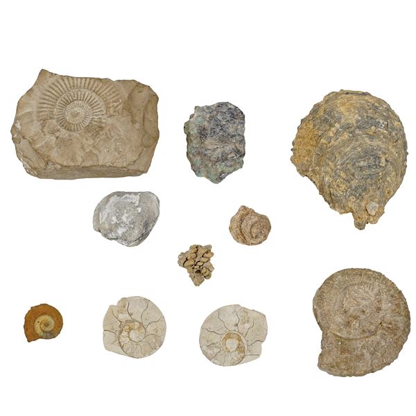 Collezione di 10 fossili ammoniti