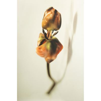 Il catalogo dei mostri, fotografia a colori su alluminio