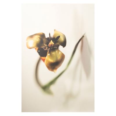 Il catalogo dei mostri, fotografia a colori su alluminio